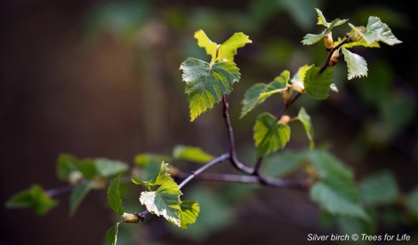 Silver birch